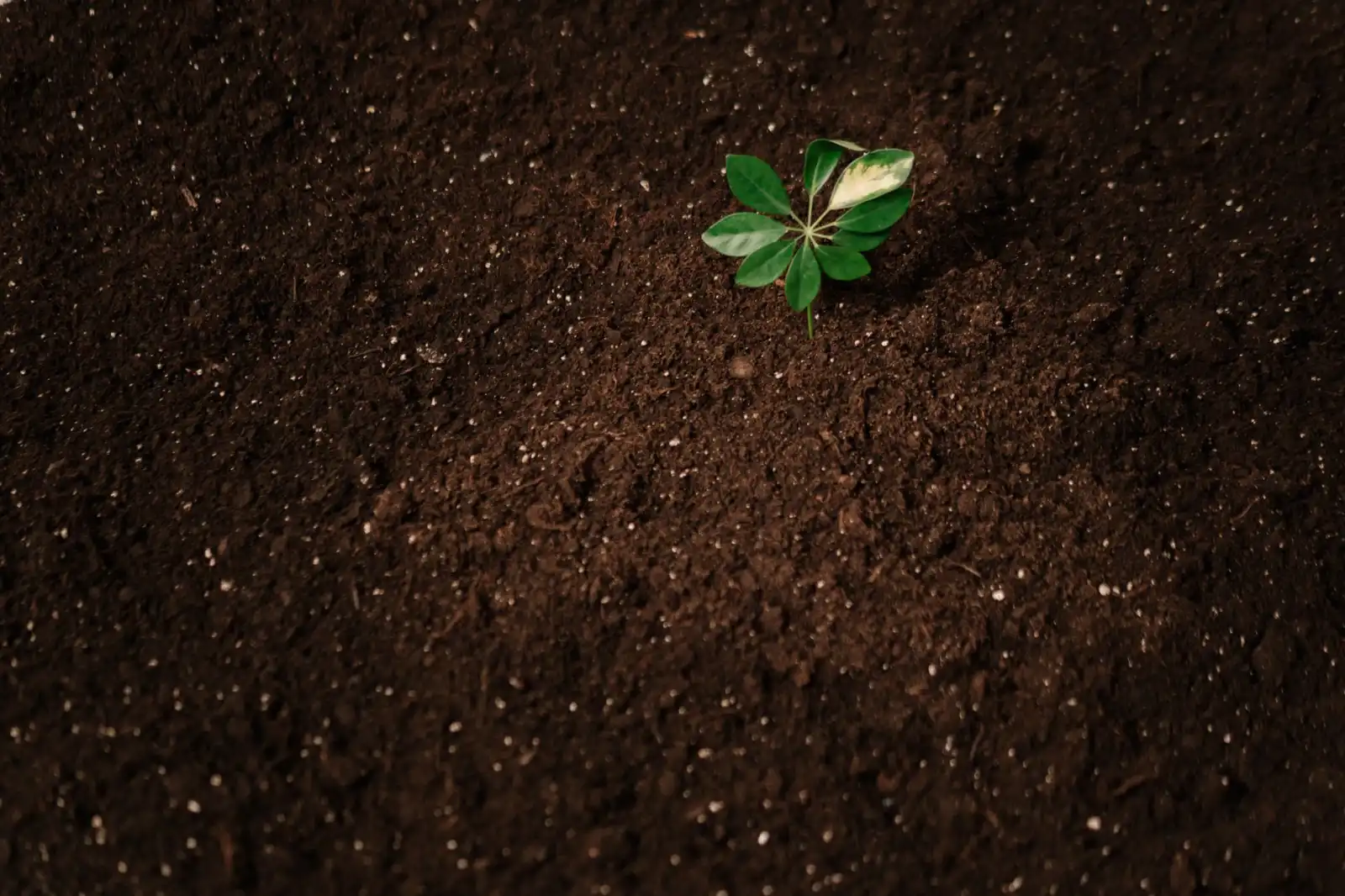 华北企业项目管理软件光盘选型要点与配置建议